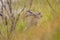 European Hare hiding in grassland vegetation