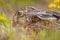 European Hare hiding in vegetation