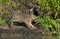 European hare jumping on river shore near water surface