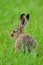 European hare (Lepus europaeus)