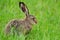 European hare (Lepus europaeus)