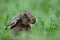 European hare (Lepus europaeus) Germany