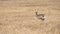 European hare Lepus europaeus jumping in the stubble-field, wildlife