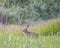 European hare -Lepus europaeus- in the morning light