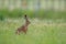 European hare sitting in the grass. Brown mammal in its natral environment. Brown hare on a meadow.