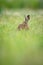 European hare sitting in the grass. Brown mammal in its natural environment. Brown hare on a meadow.