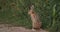 European Hare Sitting Outdoor In Summer Countryside Field Road In Belarus. The European Hare - Lepus Europaeus Or Brown