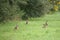 European hares, Lepus europaeus, on a meadow