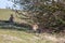 European Hares near Hope Gap in Sussex