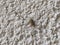 European harvestman on house wall in detailed view