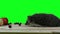 European hedgehog. 4K Green screen footage. Shot on BMCC