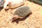 European hedgehog caught in a trap intended for a rodent such as a rat.