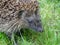 European hedgehog erinaceidae on green lawn in our garden.