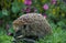 European Hedgehog, erinaceus europaeus, Adult with Flowers, Normandy