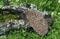 European Hedgehog, erinaceus europaeus, Adult standing on Dead Branch, Normandy