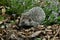 European Hedgehog, erinaceus europaeus, Adult standing on Dead Leaves, Normandy