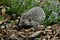 European Hedgehog, erinaceus europaeus, Adult standing on Dead Leaves, Normandy