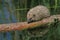 European Hedgehog, erinaceus europaeus , Adult walking on Branch to Cross Water Hole, Normandy