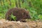 European Hedgehog, Erinaceus europaeus, close-up