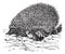 The European Hedgehog Erinaceus europaeus or  Common hedgehog vintage engraving