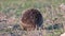 European hedgehog, Erinaceus europaeus on a green meadow