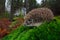 European Hedgehog, Erinaceus europaeus, on a green moss at the forest, photo with wide angle