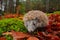 European Hedgehog, Erinaceus europaeus, on a green moss at the forest, photo with wide angle. Hedgehog in dark wood, autumn image.