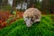 European Hedgehog, Erinaceus europaeus, on a green moss at the forest, photo with wide angle. Hedgehog in dark wood, autumn image.