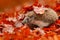 European Hedgehog, Erinaceus europaeus, on a green moss at the forest, photo with wide angle. Hedgehog in dark wood, autumn image.