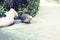 European hedgehog Erinaceus europaeus walking on the sidewalk in the yard near boxwood bush