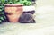 European hedgehog Erinaceus europaeus walking on the sidewalk in the yard near a clay pot with garden plants