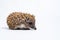 European hedgehog with flea on muzzle on light background