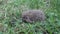 European Hedgehog in the grass