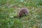 European hedgehog, in Latin called Erinaceus europaeus, looking for food in village Urdorf in Switzerland.
