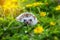 European Hedgehog playing at the flower garden, very pretty face