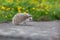 European Hedgehog walk on concrete road with the flower garden b