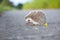 European Hedgehog walk on concrete road with the flower garden b