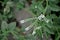 European heliotrope flowers