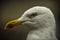 European herring gull