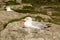 European Herring Gull