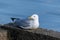 An European Herring Gull