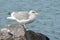 European herring gull in the baltic sea