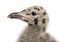 European Herring Gull chick, Larus argentatus