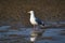 European herring gull on the coast of Wadden Sea at low tide, Neuharlingersiel