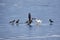 European herring gull fighting hooded crows for a fish on the ice of frozen lake in spring