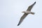 European herring gull flies in grey sky with spreaded wings