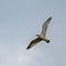 European herring gull in flight against the sky