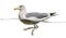 European Herring Gull floating in the water, Larus argentatus