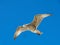 European herring gull flying in clear blue sky