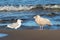European Herring Gull and Glaucous Gull at the Baltic Coast in Sweden